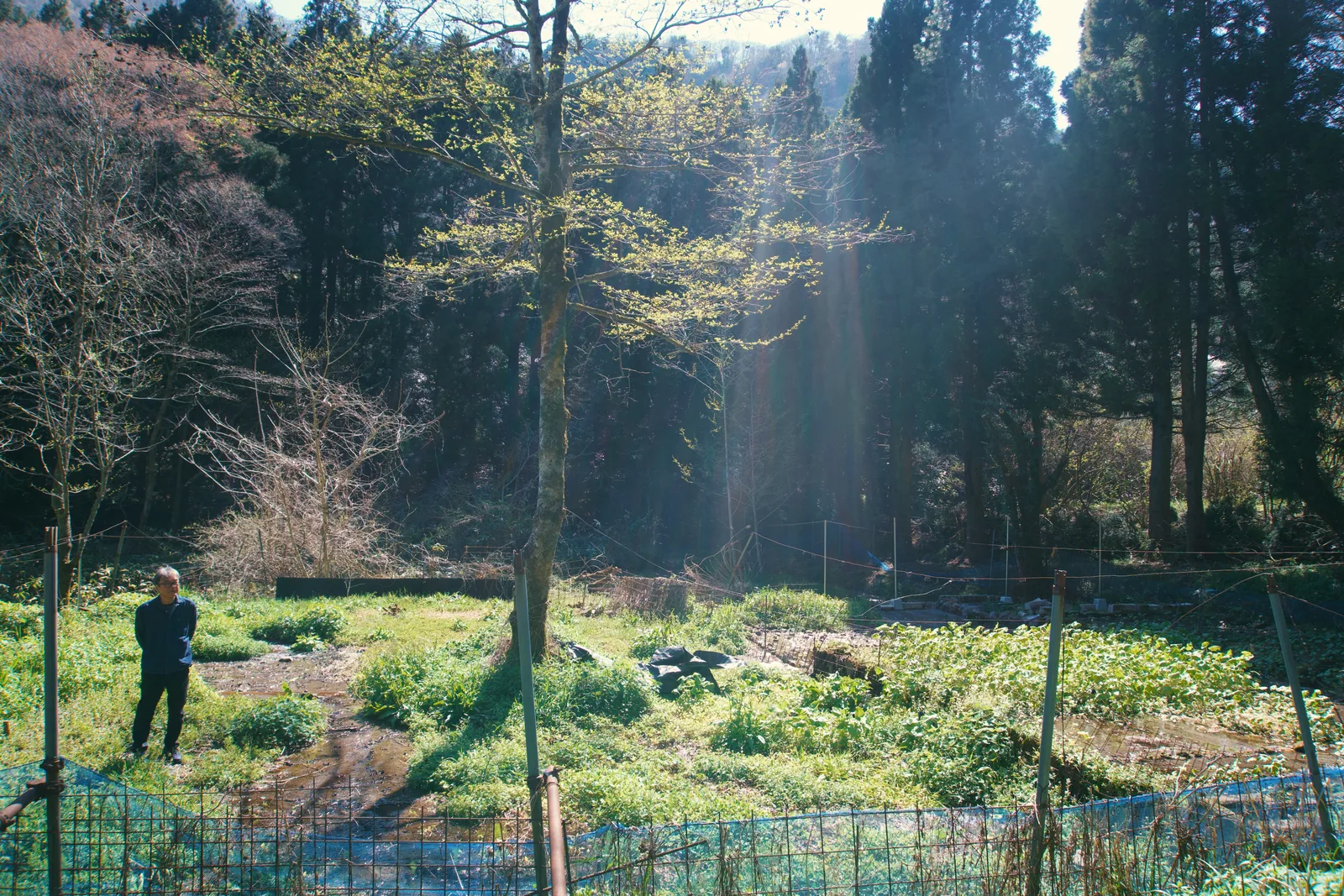 A person standing beside green wasabi beds beneath tall trees in Japan