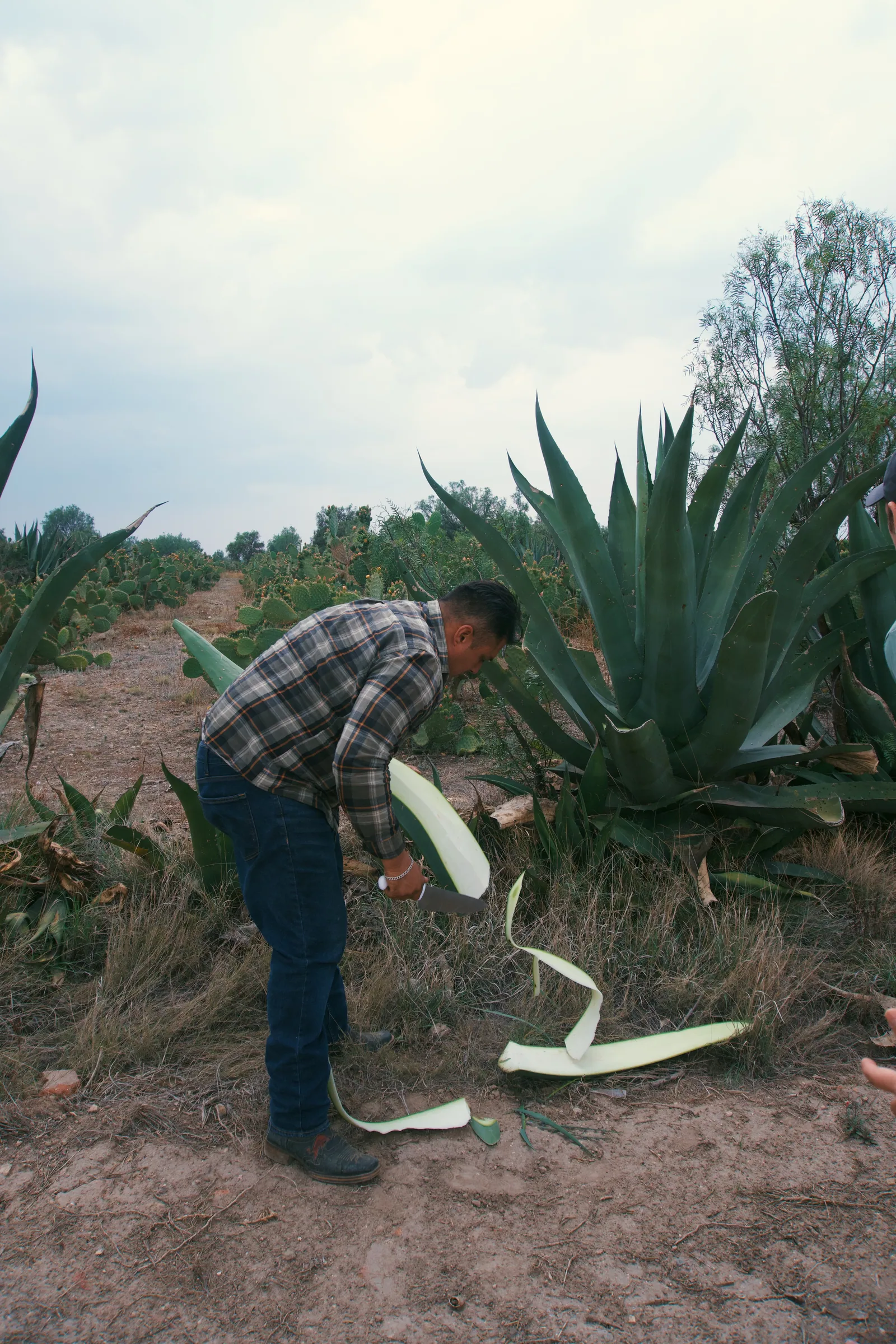 A man cutting a broad maguey leaf beside the plants