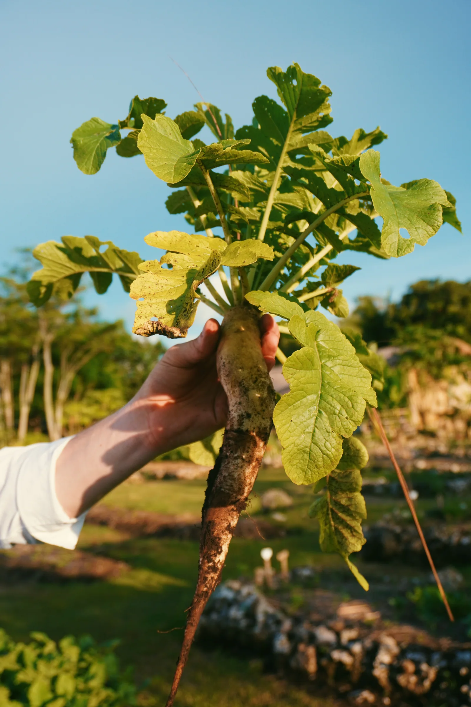 A freshly pulled root vegetable held up in the Cap Karoso garden
