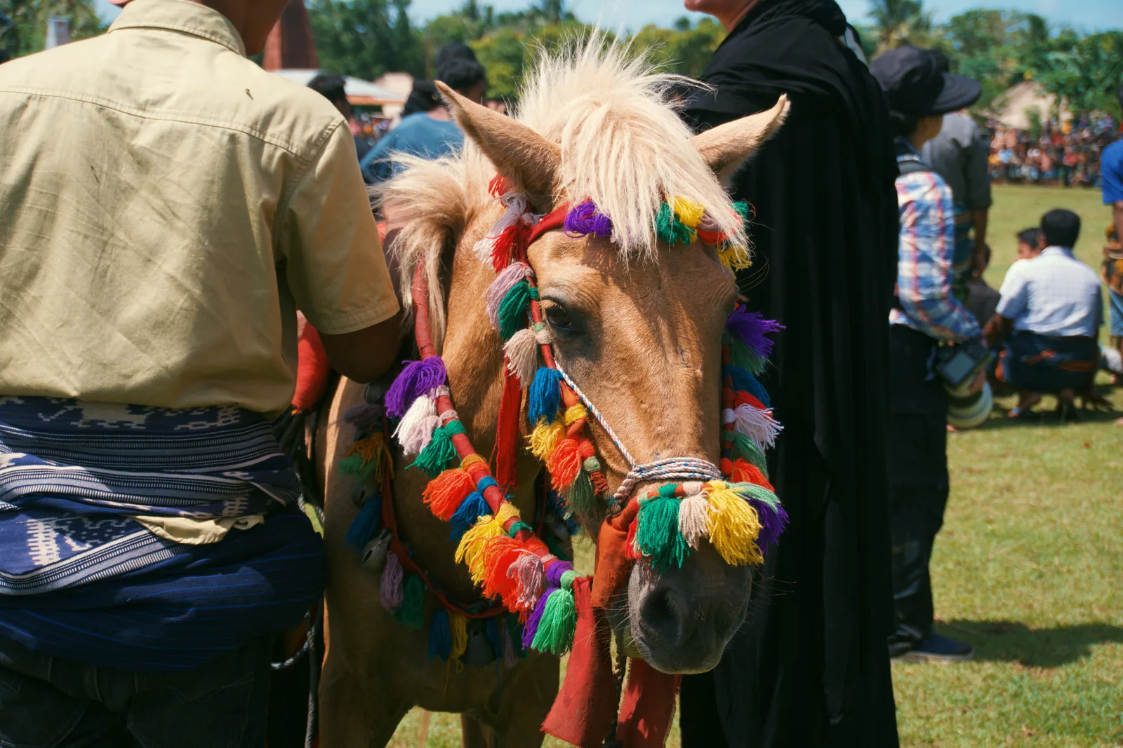 A horse decorated with colorful tassels at a gathering in Sumba